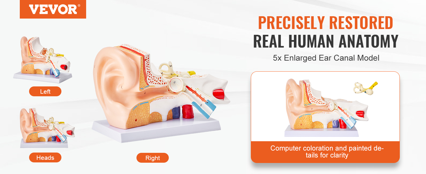 VEVOR Human Ear Anatomy Model, 3 Parts 5 Times Enlarged Human Ear Model ...