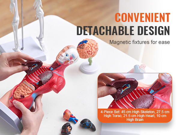 Breesky Human Heart Torso And Skeleton 3D Model Study Tools For Anatomy