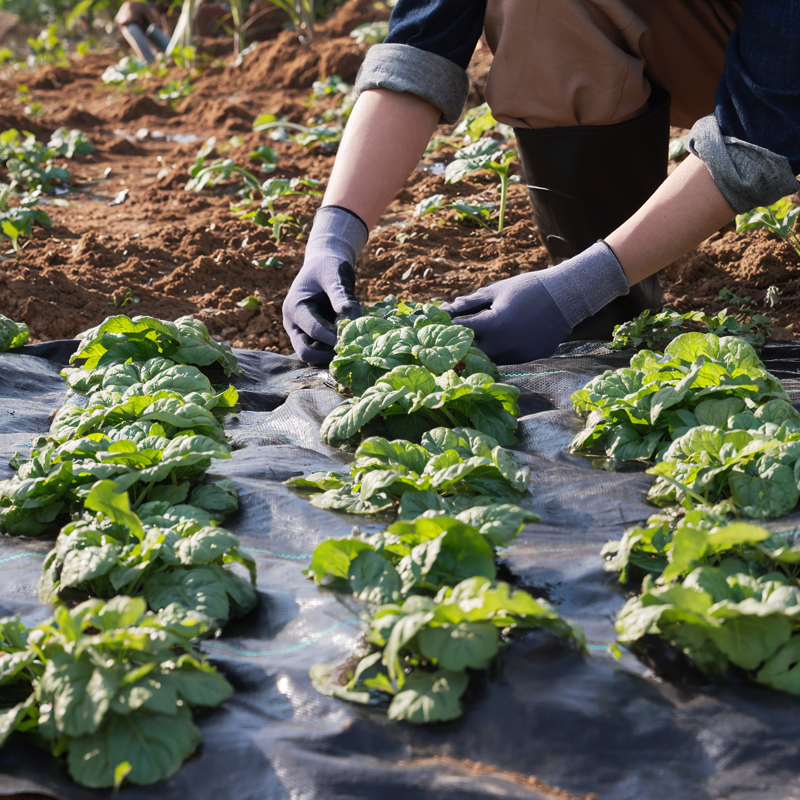 6x300 3x300 Weed Barrier Fabric Woven Ground Weed Cover 3.2 OZ Landscape - Picture 70 of 110