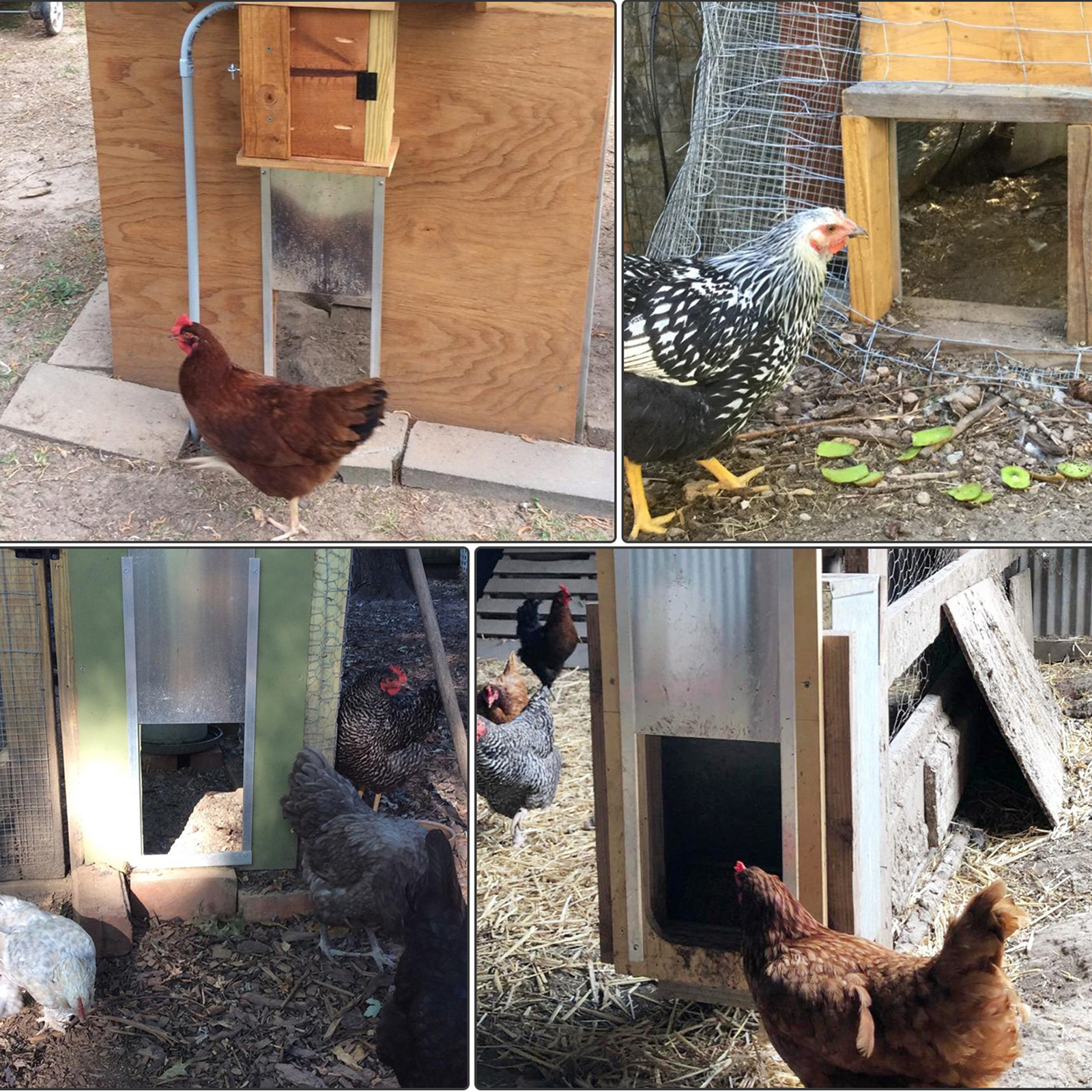 A cosa serve una porta automatica per pollaio? E come funziona?