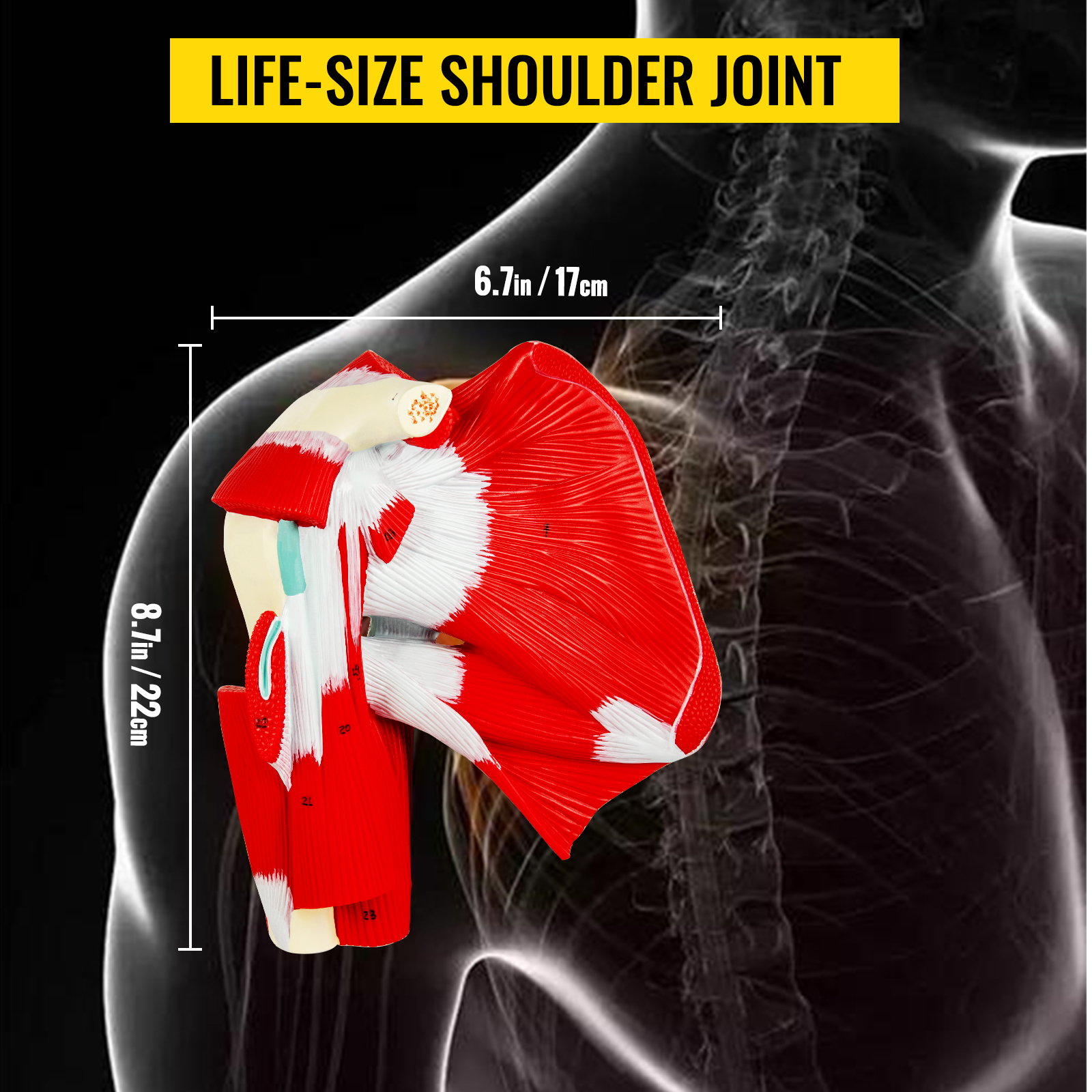 VEVOR Muscled Shoulder Joint Model PVC Shoulder Model with Ligaments