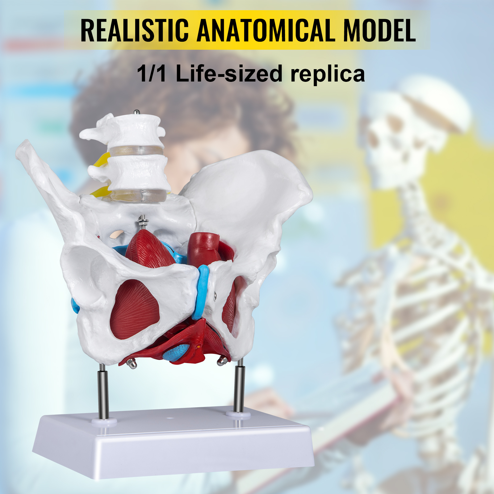 VEVOR VEVOR Modelo de cuerpo humano 15 partes Modelo de anatomía humana de  11 pulgadas Modelo de esqueleto anatómico de enseñanza médica con órganos  extraíbles para estudiantes Niños Adultos, base de pantalla