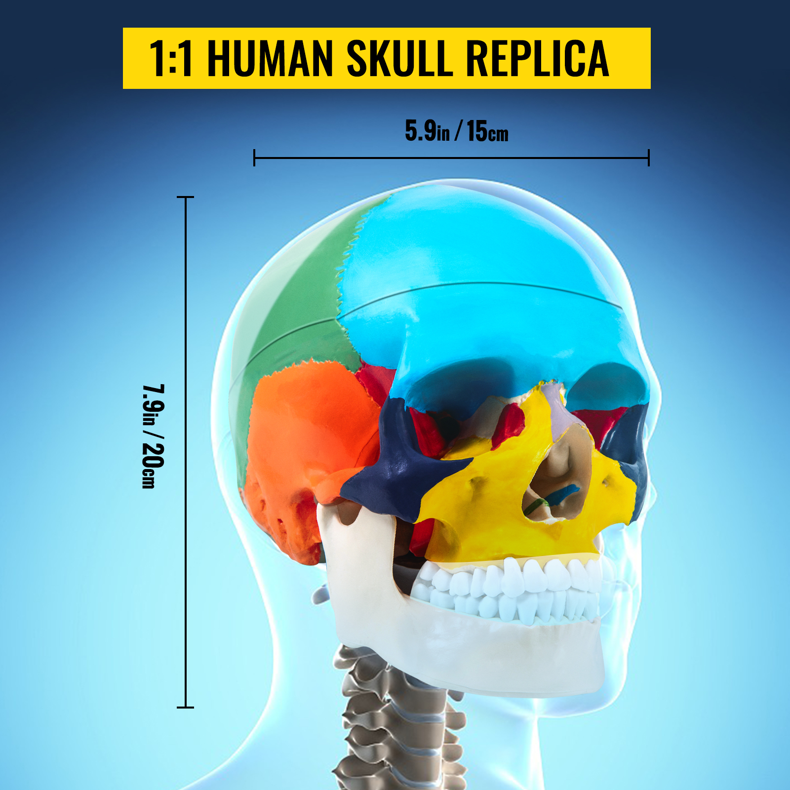 Farbiger 1 1 Anatomischer Mensch 8 Teile Gehirn & Kopf Schädel Skelett Modell 