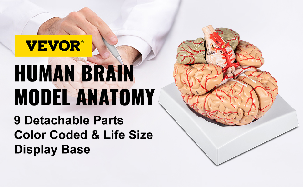 VEVOR Human Brain Model Anatomy 9-Part Model of Brain w/ Labels & Display  Base Color-Coded Life Size Human Brain Anatomical Model Brain Teaching Tool  Brain Model for Science Classroom Study Display