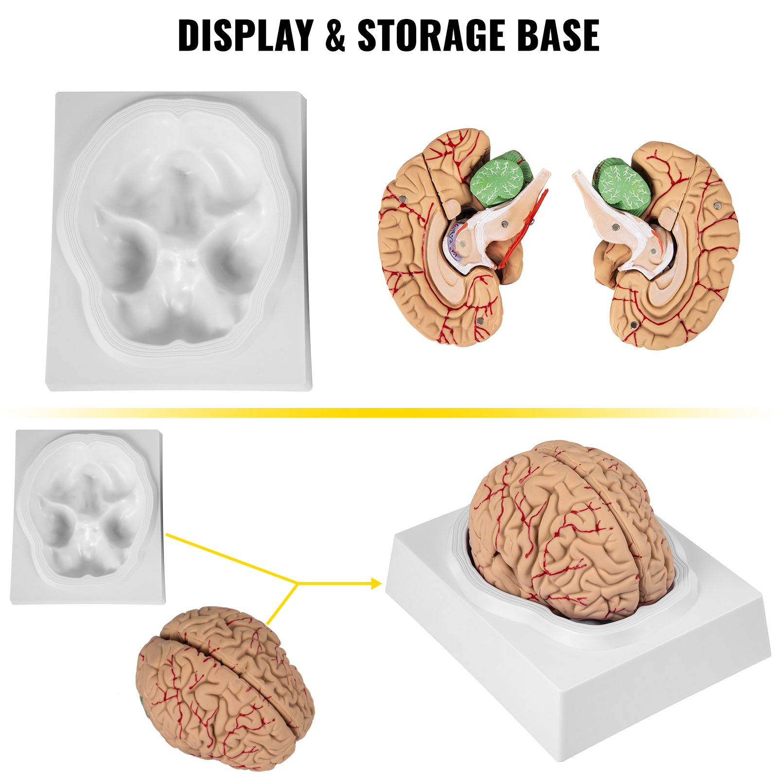 Modèle d'anatomie du cerveau humain VEVOR Modèle de cerveau en 4