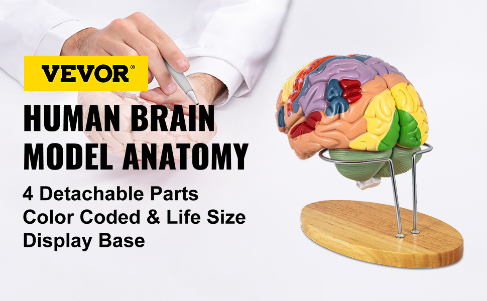 VEVOR Human Brain Model Anatomy 4-Part Model of Brain w/Labels & Display  Base Color-Coded Life Size Human Brain Anatomical Model Brain Teaching  Human Brain for Science Classroom Study Display Model