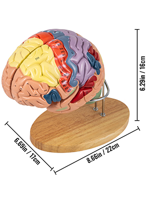 Anatomia Brain Anatomy Models Game Bundle Set, Cérebro, Corpo, Coração,  Esqueleto, Ferramentas de demonstração em sala de aula grau 3 + / Idades 5+  para Escola, Educação