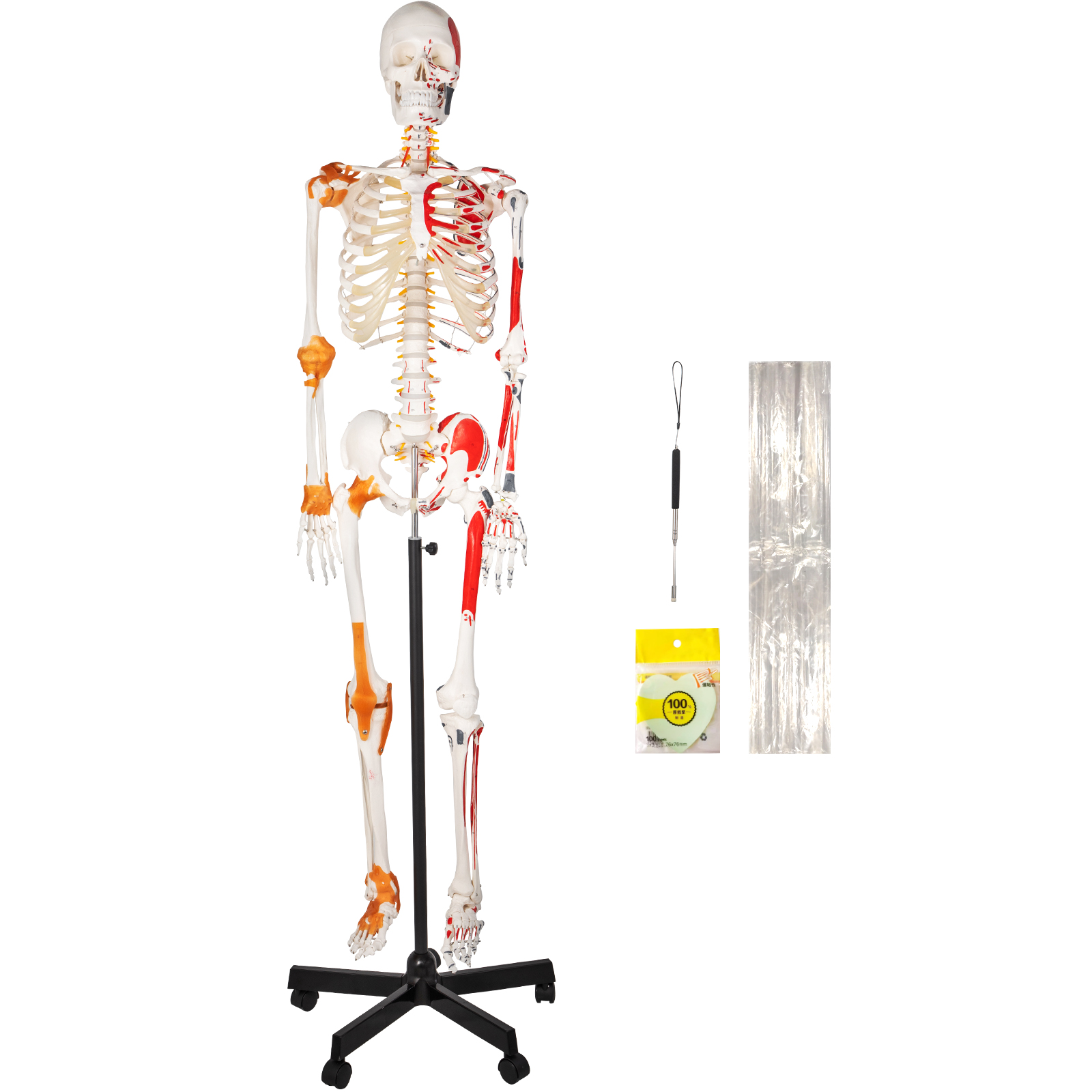 VEVOR Human Skeleton Model Anatomical Skeleton Model Life Size W ...