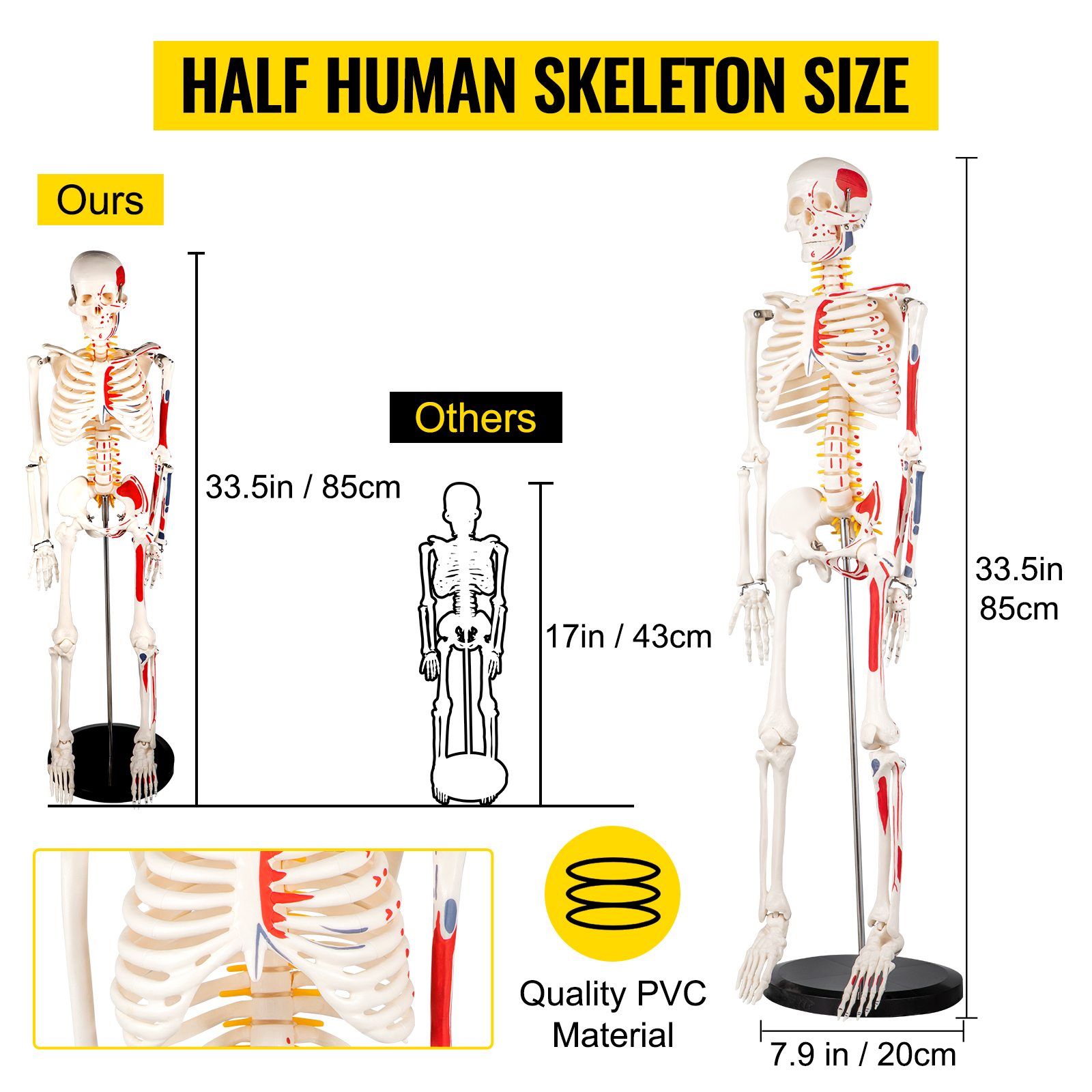 VEVOR Ludzki Szkielet Model Edukacyjny 85 Cm Anatomia Model Szkieletu ...