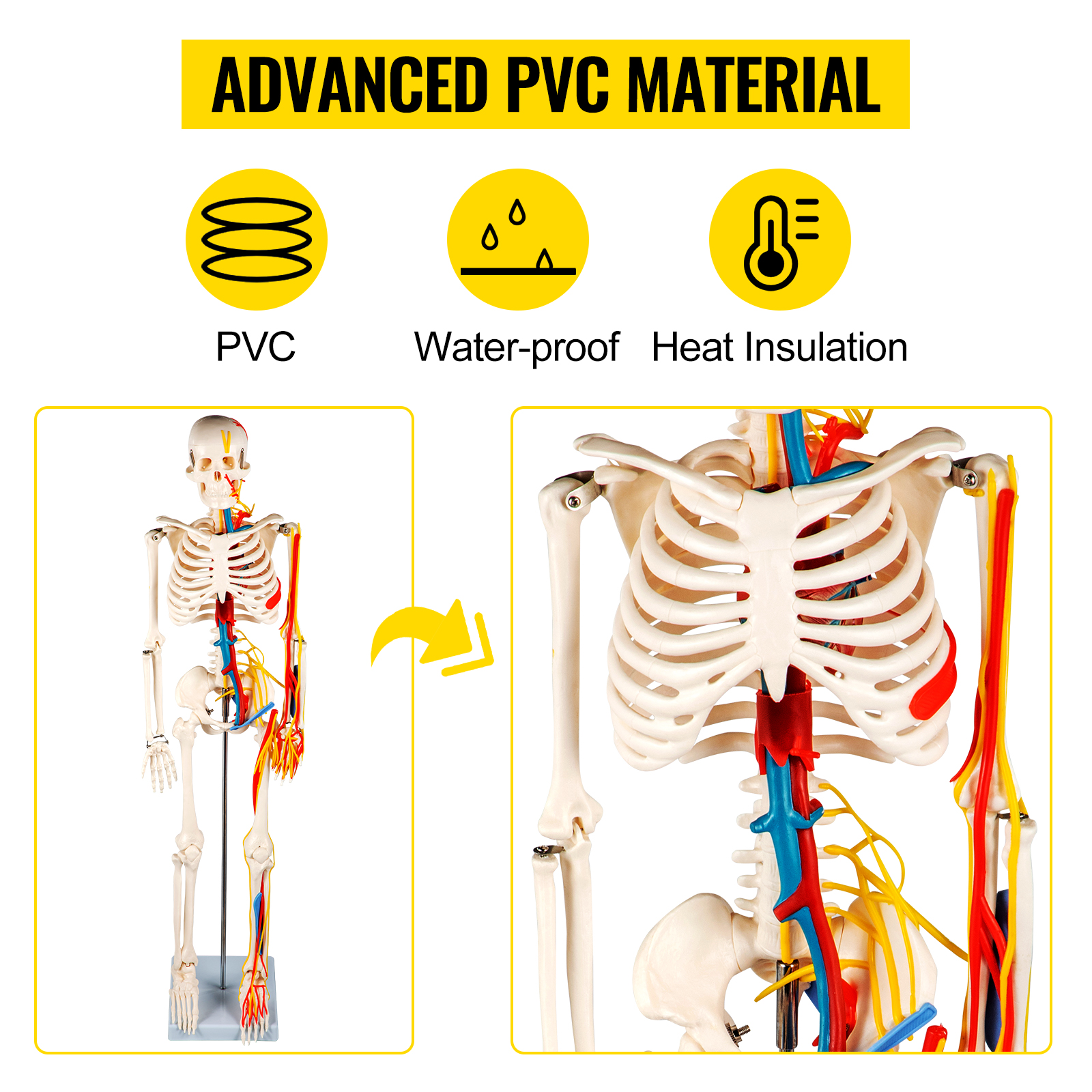 VEVOR Menschliche Anatomie Skelett Modell mit Nerven und Blutgefäßen 85 cm,  PVC Skelettmodell Lernmodell mit Ständer Lehrzeiger für Schulunterricht  Anatomie Studium professionelle Forschung