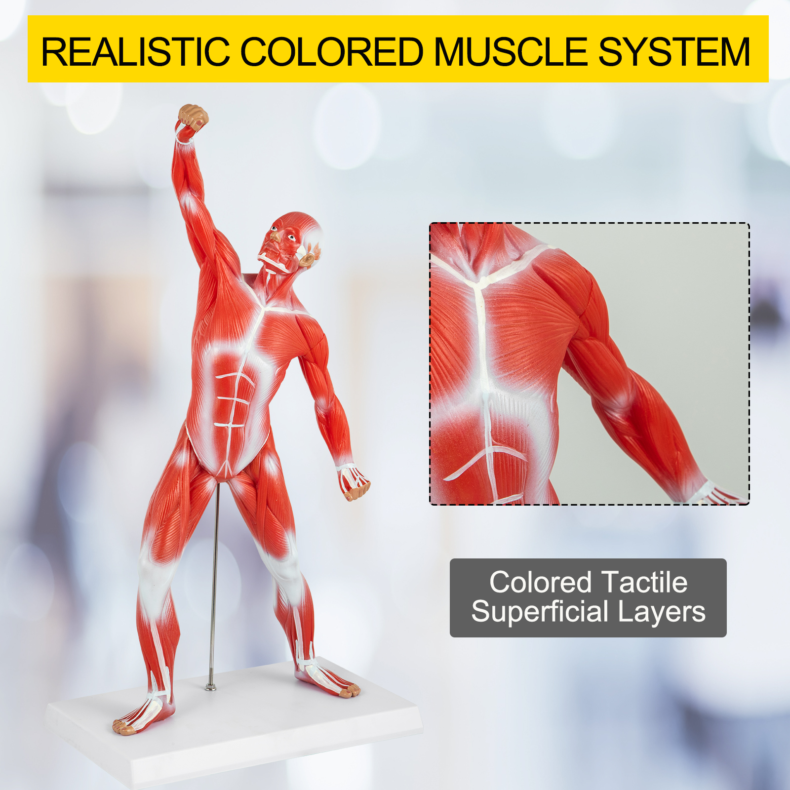 VEVOR VEVOR Anatomical Human Muscle Model Muscle Anatomy Model 50cm