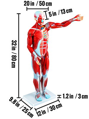 Modelo Muscular Humano Desmontable 30 partes