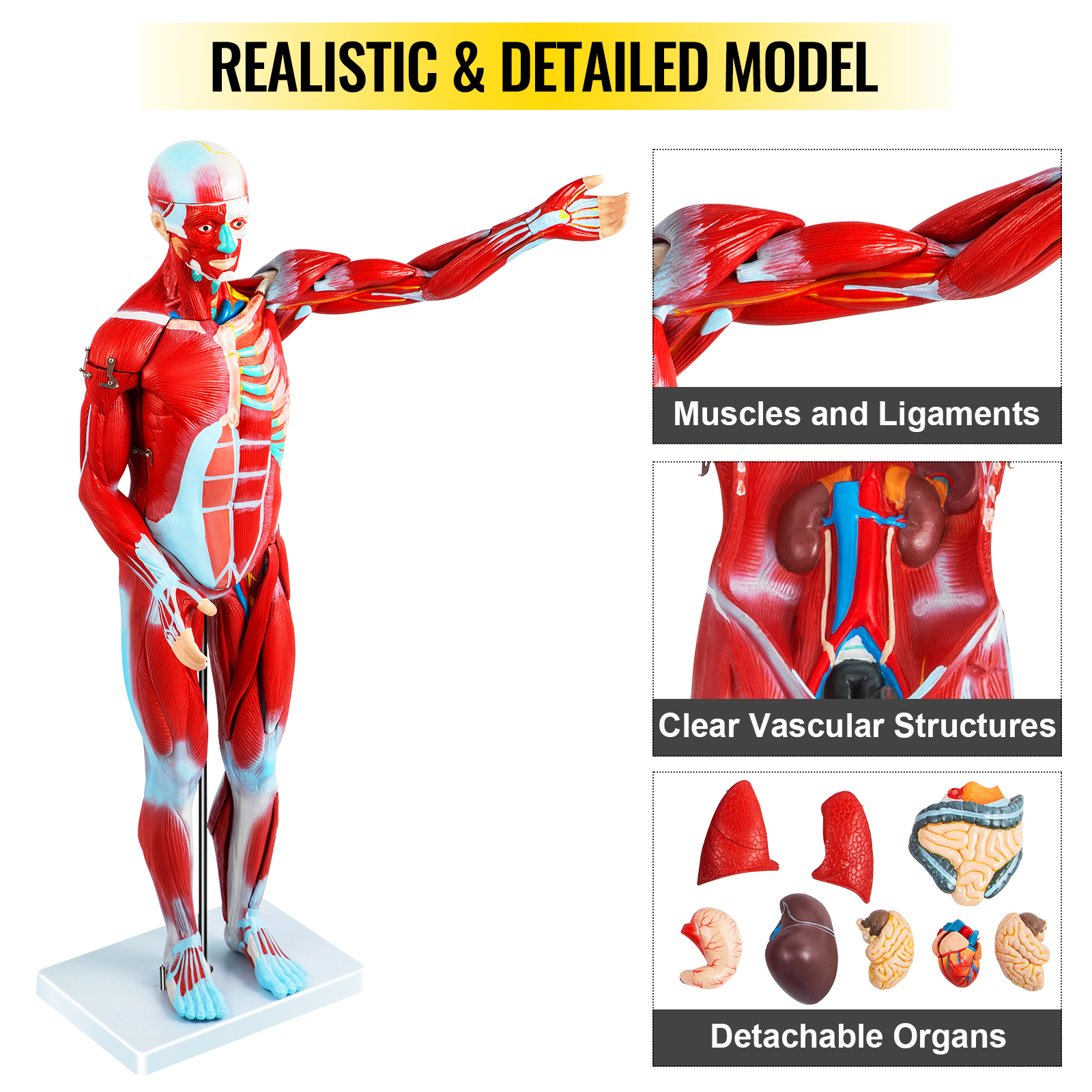 Modello Anatomico Spalla Umana Con Muscoli E Legamenti – A Grandezza Naturale, In PVC, Su Base, Per Studio E Insegnamento