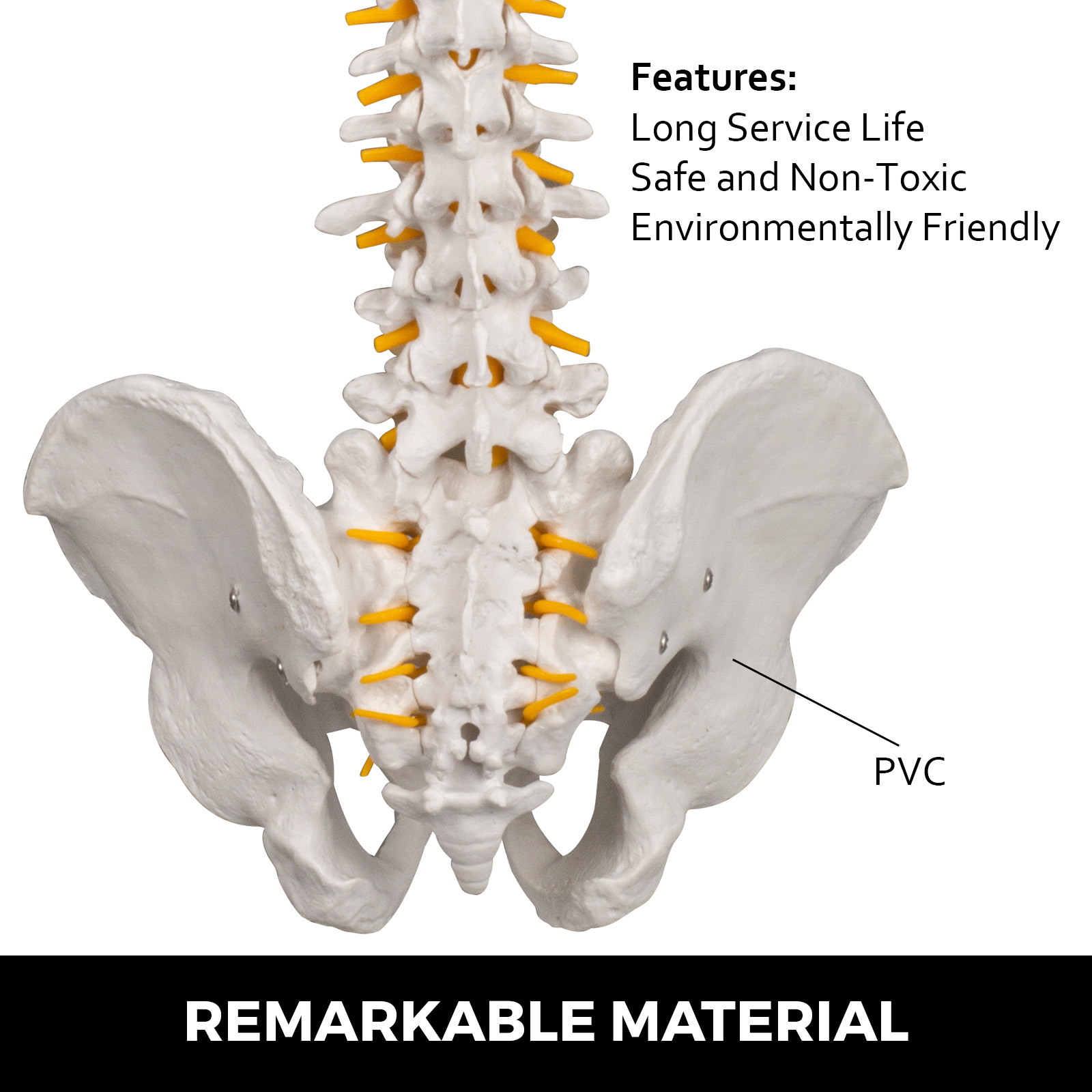 Human Spine Model, Life Size 34 Inch Spine Model, Flexible Spine Anatomical  Model with Vertebrae, Cervical Spine, Lumbar Spine