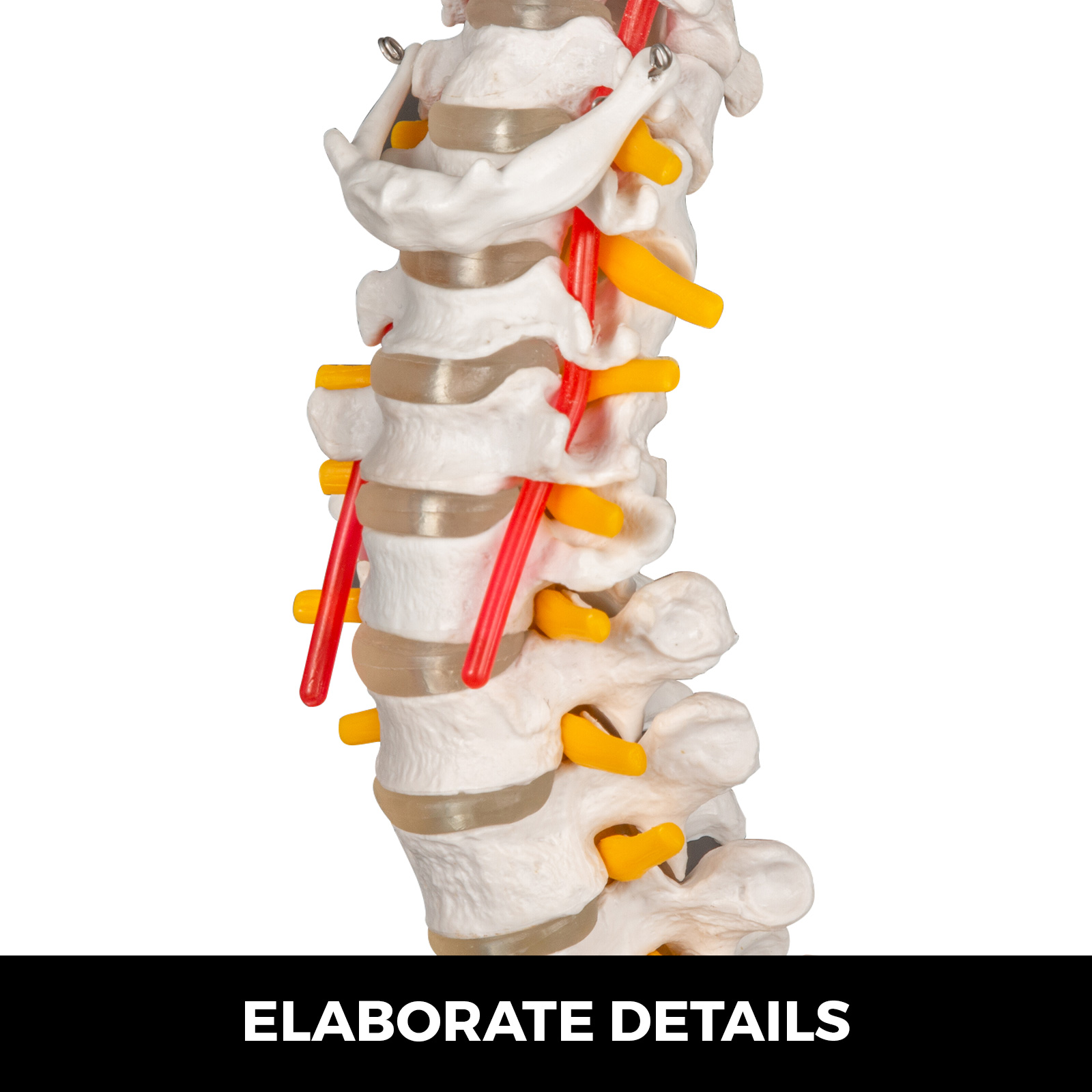 Human Spine Model, Life Size 34 Inch Spine Model, Flexible Spine Anatomical  Model with Vertebrae, Cervical Spine, Lumbar Spine