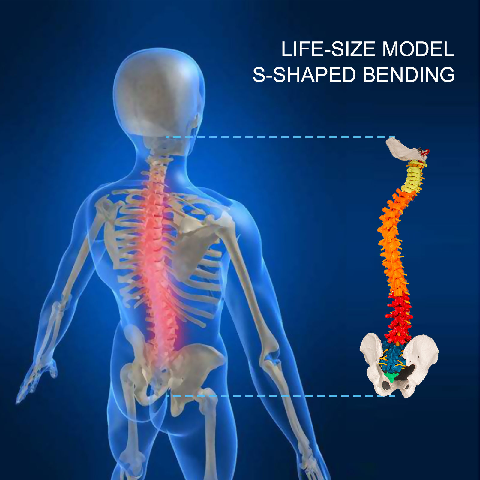 Wirbelsäule Becken Skelett Anatomie farbige Wirbelsäule Modell Teaching Tool 