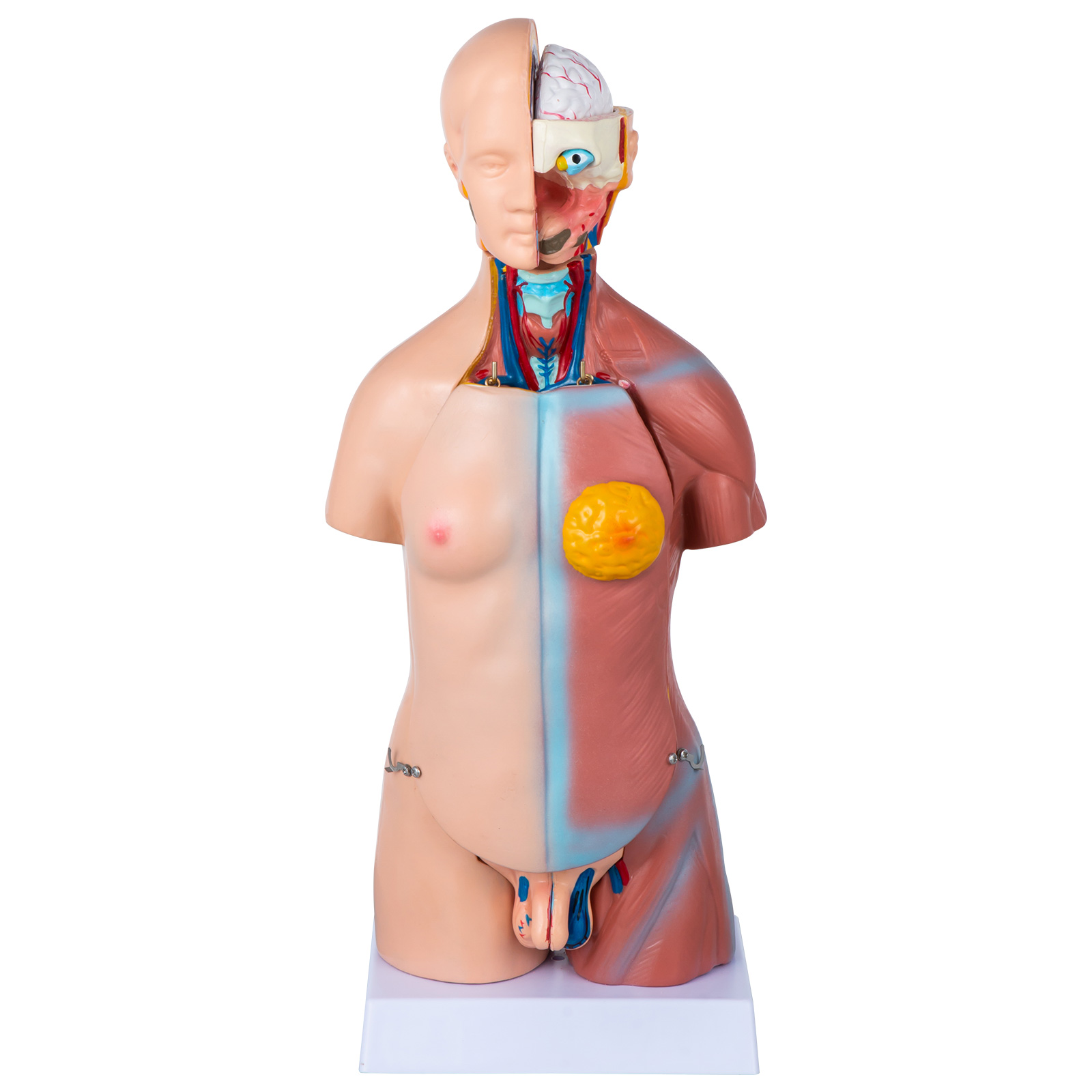  ZLF Mini modelo de torso humano – modelo anatómico de torso  visceral de 11.0 in – modelo de anatomía del cuerpo humano desmontable –  para ayuda médica educativa : Industrial y Científico