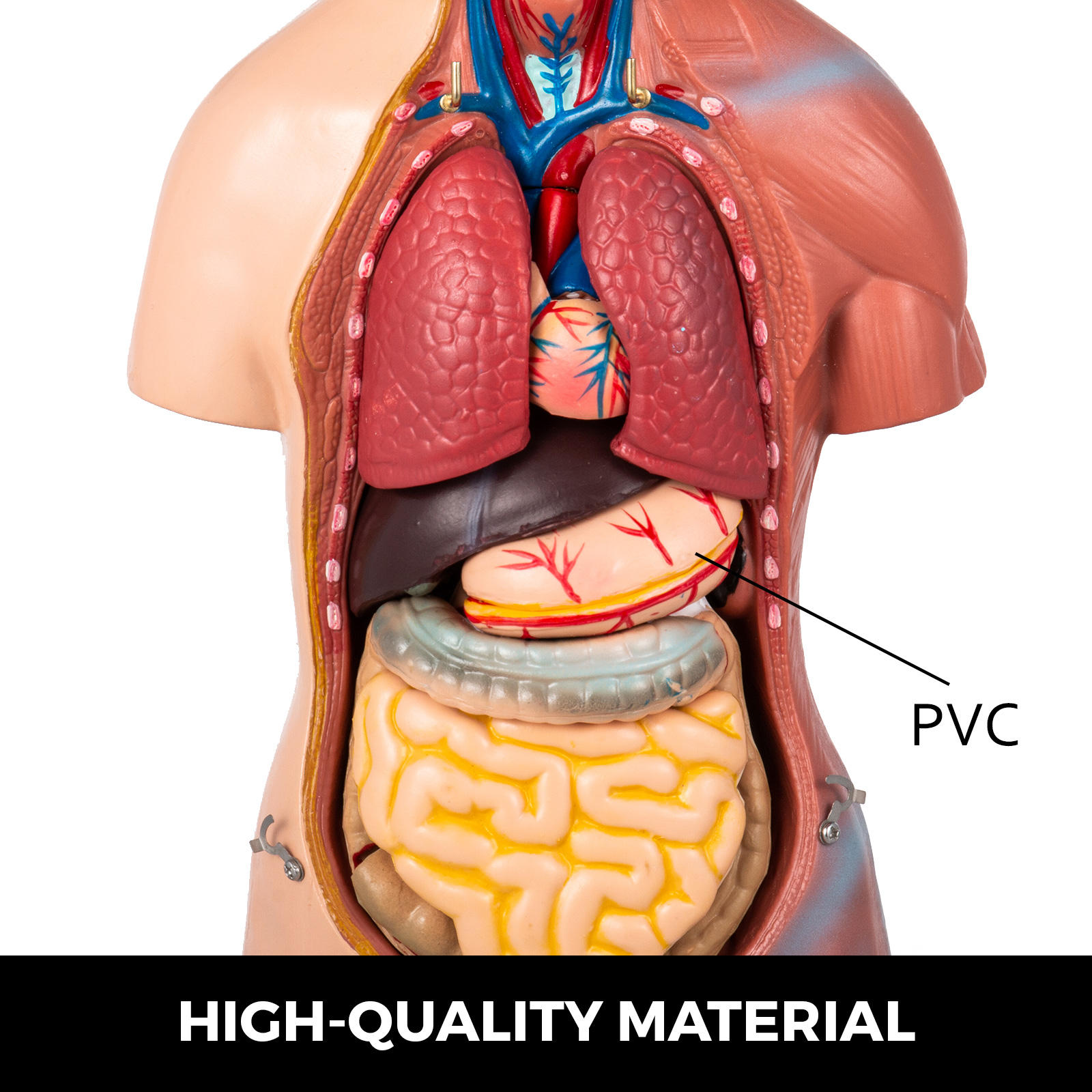 Life Size Human Heart Organ Anatomical Anatomy Model Medical Educational Aid 