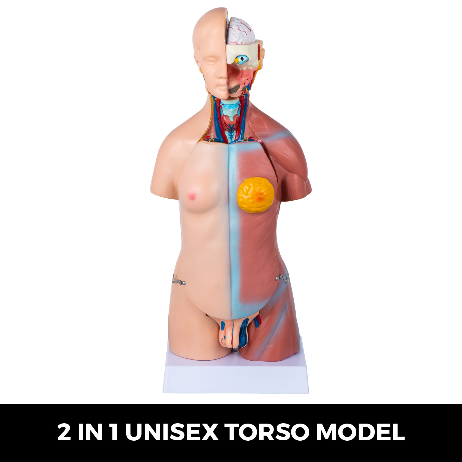 VEVOR VEVOR Modelo de Cuerpo Humano de Anatomía 15 Piezas Desmontables  Modelo de Humano de PVC 11 Pulgadas Modelo de Anatomía del Torso 8 x 14 x  28 cm con Base de