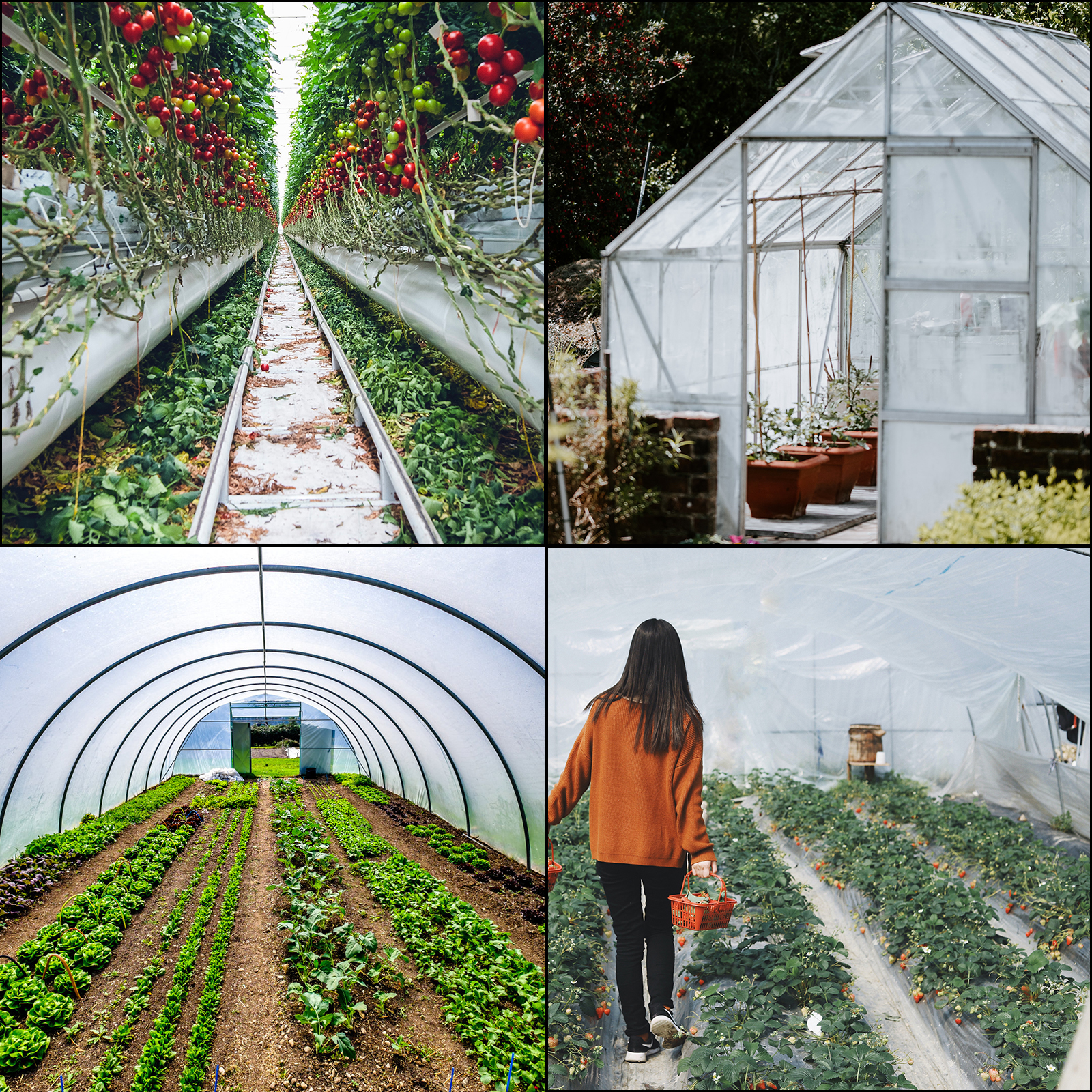 Película de plástico transparente para invernadero, cubierta de plantas de  jardín de polietileno para jardinería, planta agrícola, resistente a la