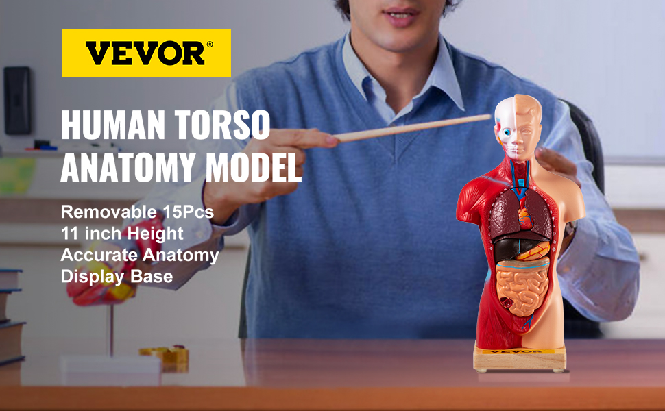 Modelo de cuerpo humano, 15 piezas, modelo de anatomía humana de 11  pulgadas, modelo de esqueleto anatómico con órganos extraíbles para  estudiantes