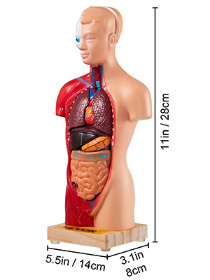 VEVOR VEVOR Modelo de Cuerpo Humano de Anatomía 15 Piezas Desmontables  Modelo de Humano de PVC 11 Pulgadas Modelo de Anatomía del Torso 8 x 14 x  28 cm con Base de