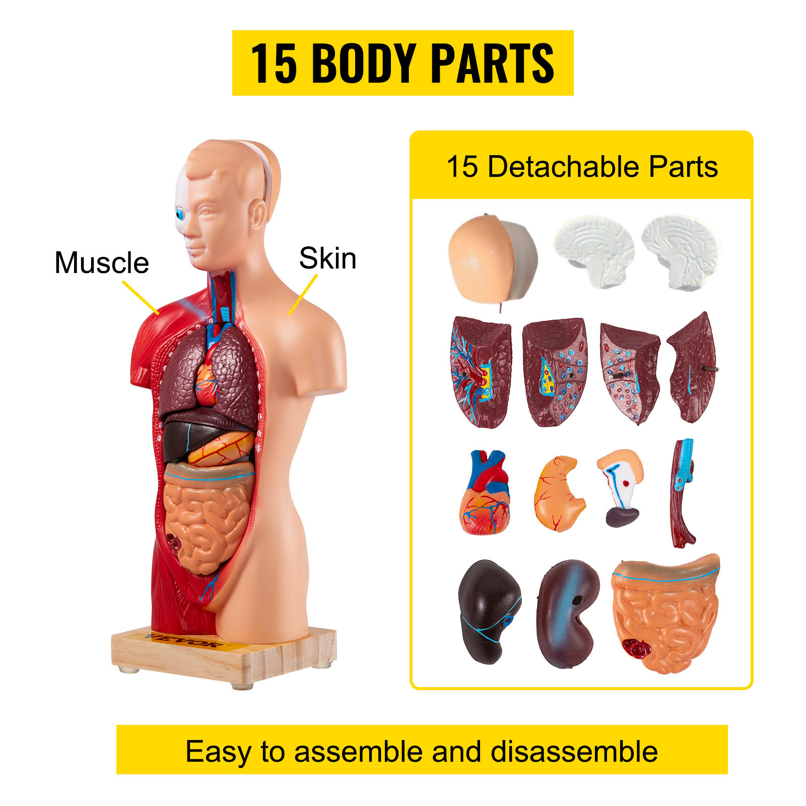 Modèle éducatif - 23 pièces - 85 cm - Organs internes - Modèle anatomique  médical du corps humain dans le torse humain - Pour l'enseignement, l'homme  ou la femme - Modèles médicaux 