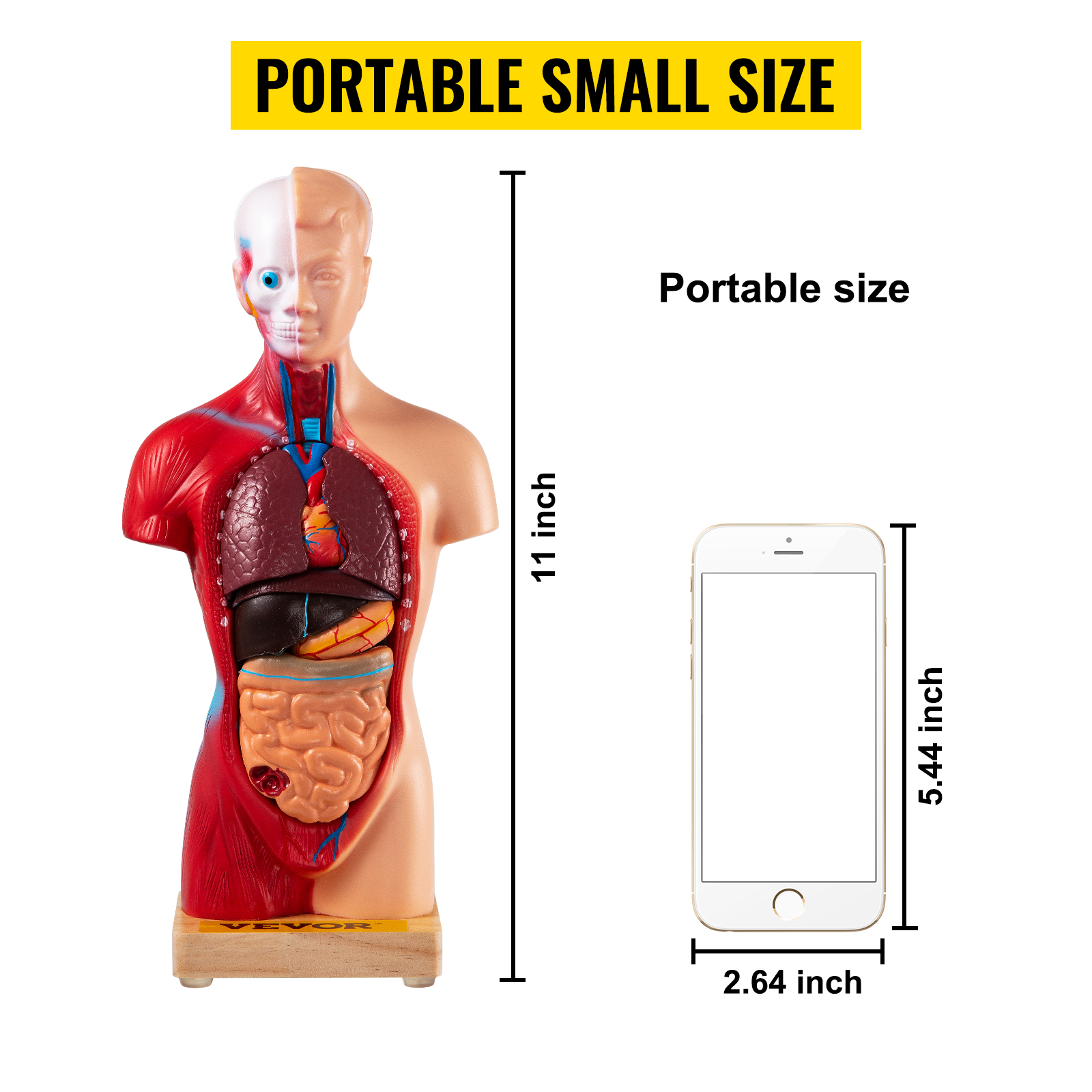 Modelo de cuerpo humano desmontable a tamaño real